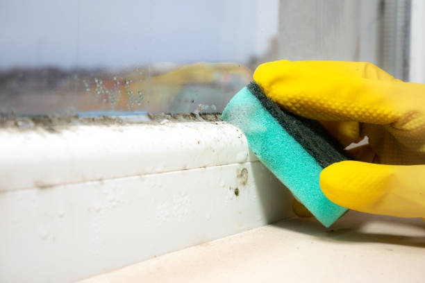 Best Crawl Space Mold Removal  in Holdrege, NE