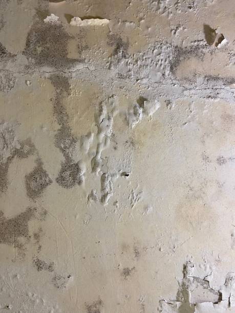Best Home Mold Removal  in Holdrege, NE